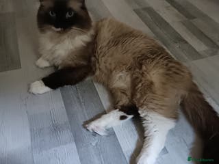 Ragdoll cats Beautiful Ragdoll male in Telford - Advert 3