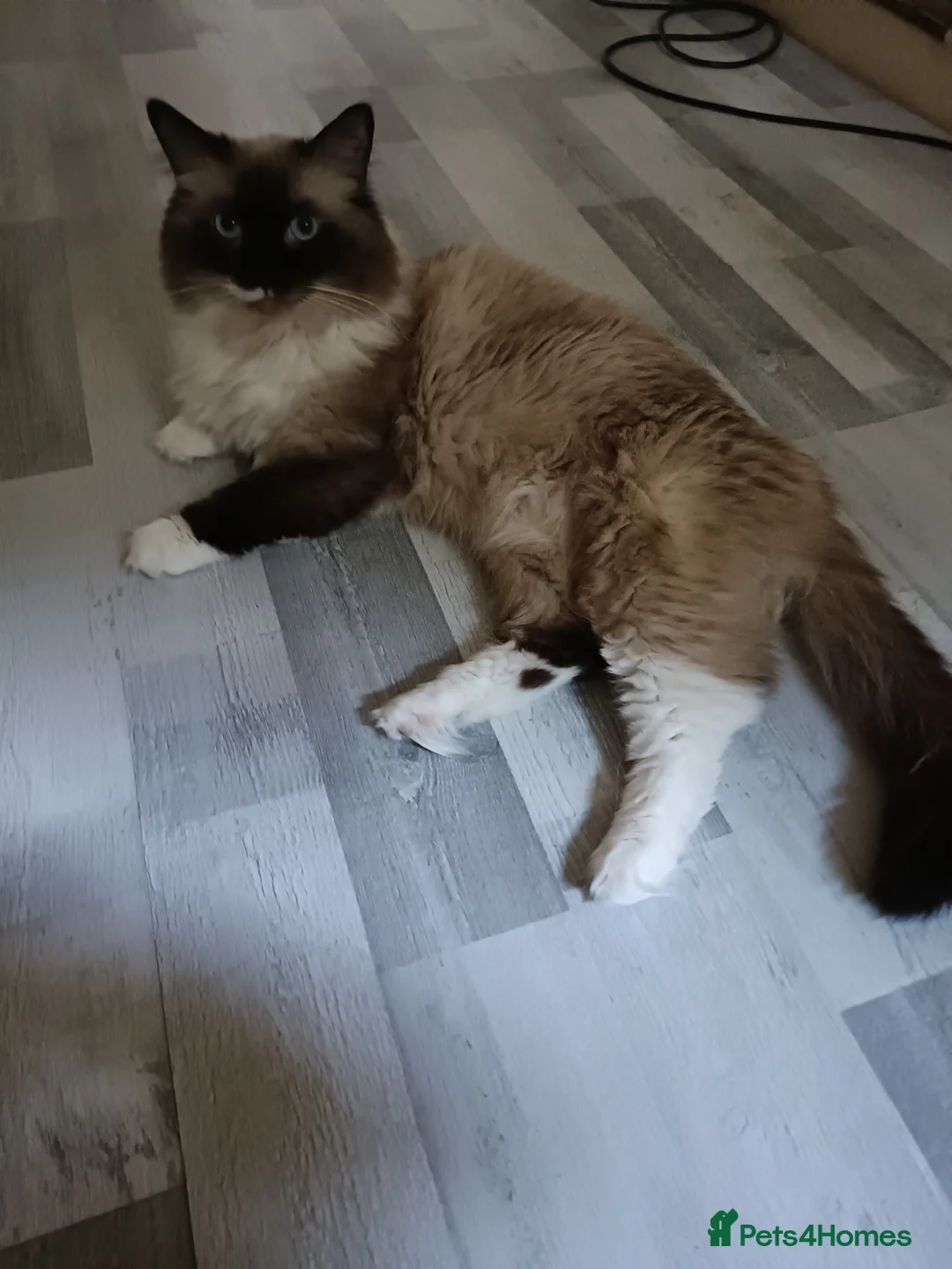 Ragdoll cats for stud: Beautiful Ragdoll male in Telford - Advert 1