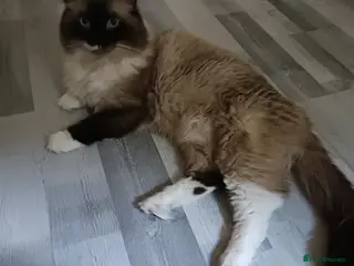 Ragdoll cats Beautiful Ragdoll male in Telford - Advert 4