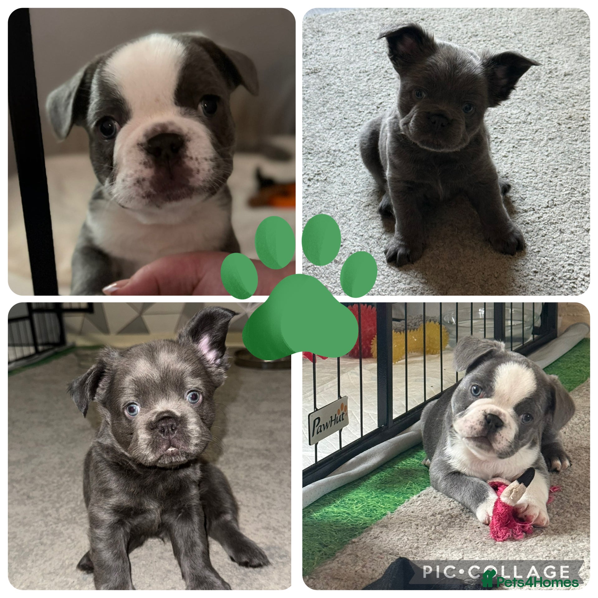 French Bulldog dogs Beautiful French Bulldog puppies fluffy type - Advert 1