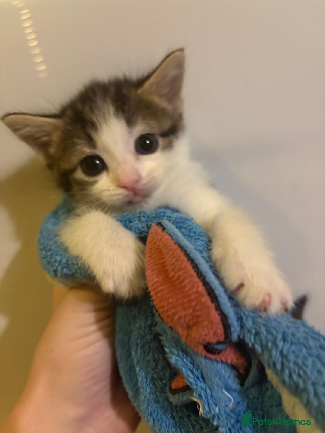 Mixed Breed cats for sale: Kittens ready now  - Image 1