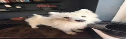 Samoyed dogs for sale: Only 3 females left - Advert 4