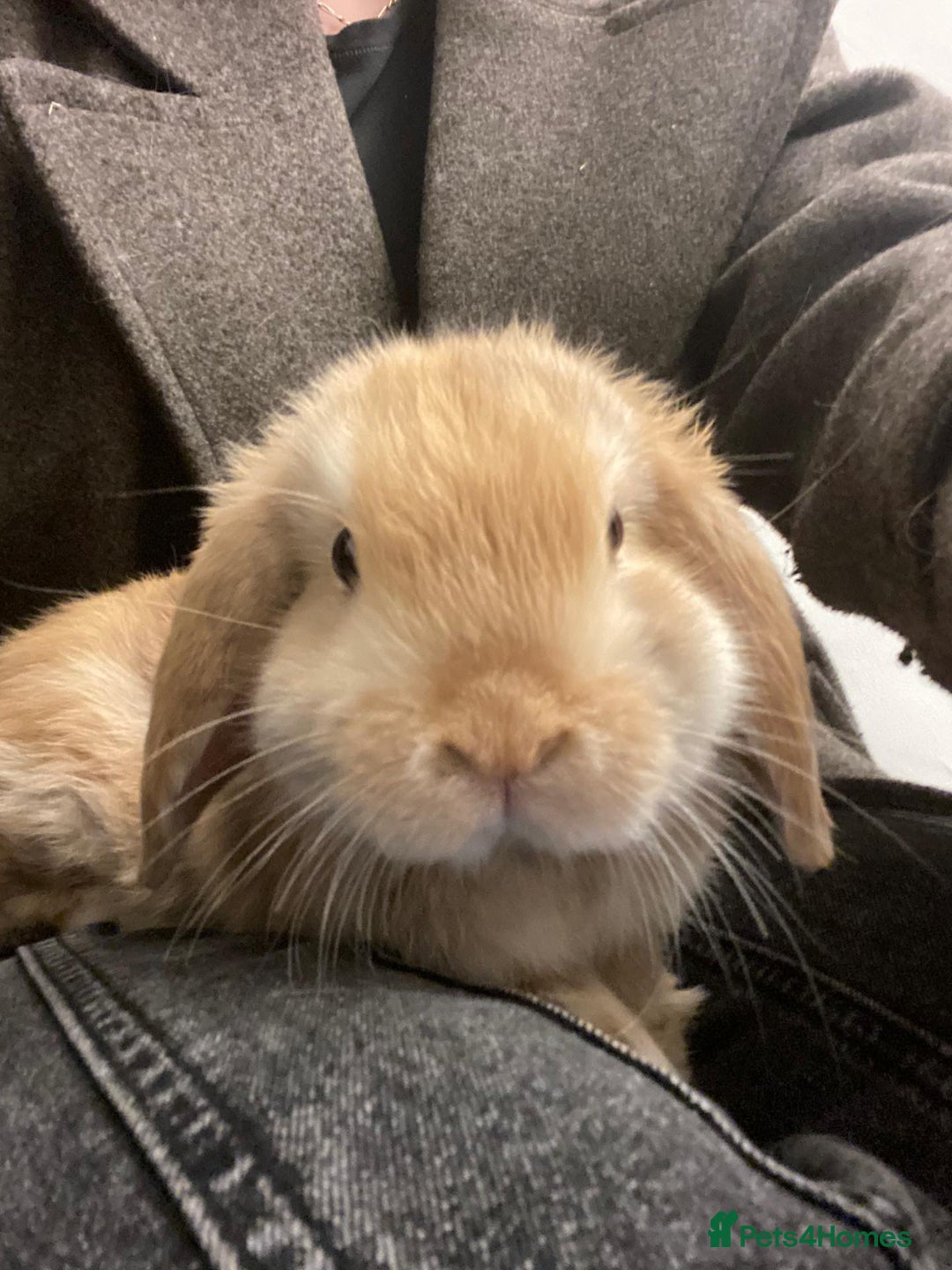 Mini Lop rabbits for sale: 2 harli mini lops males 10 weeks - Advert 6