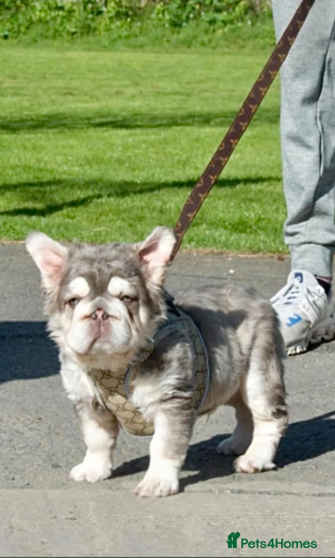 French Bulldog dogs for stud: Lilac tan fluffy EA  **  french bulldog STUD - Advert 2