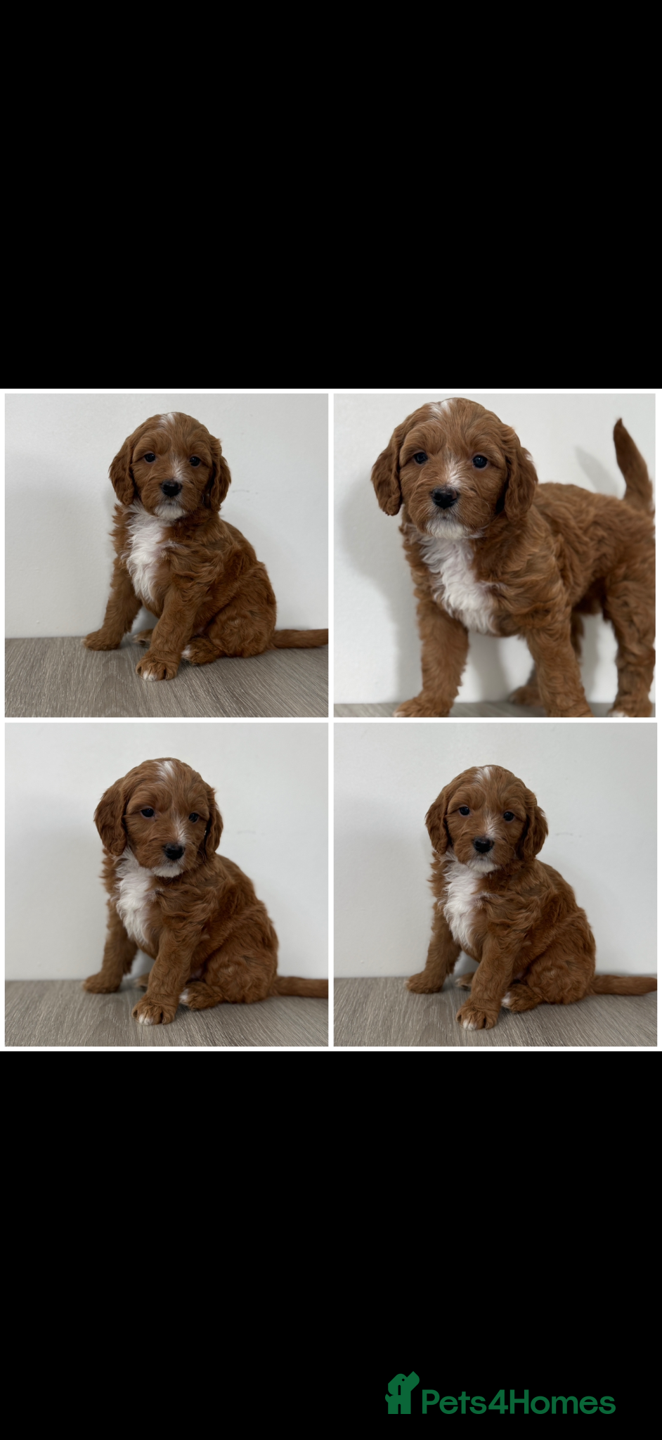 Australian Labradoodle dogs 7 MULTIGEN Australian Labradoodles Pups 🐶🧸  - Advert 11