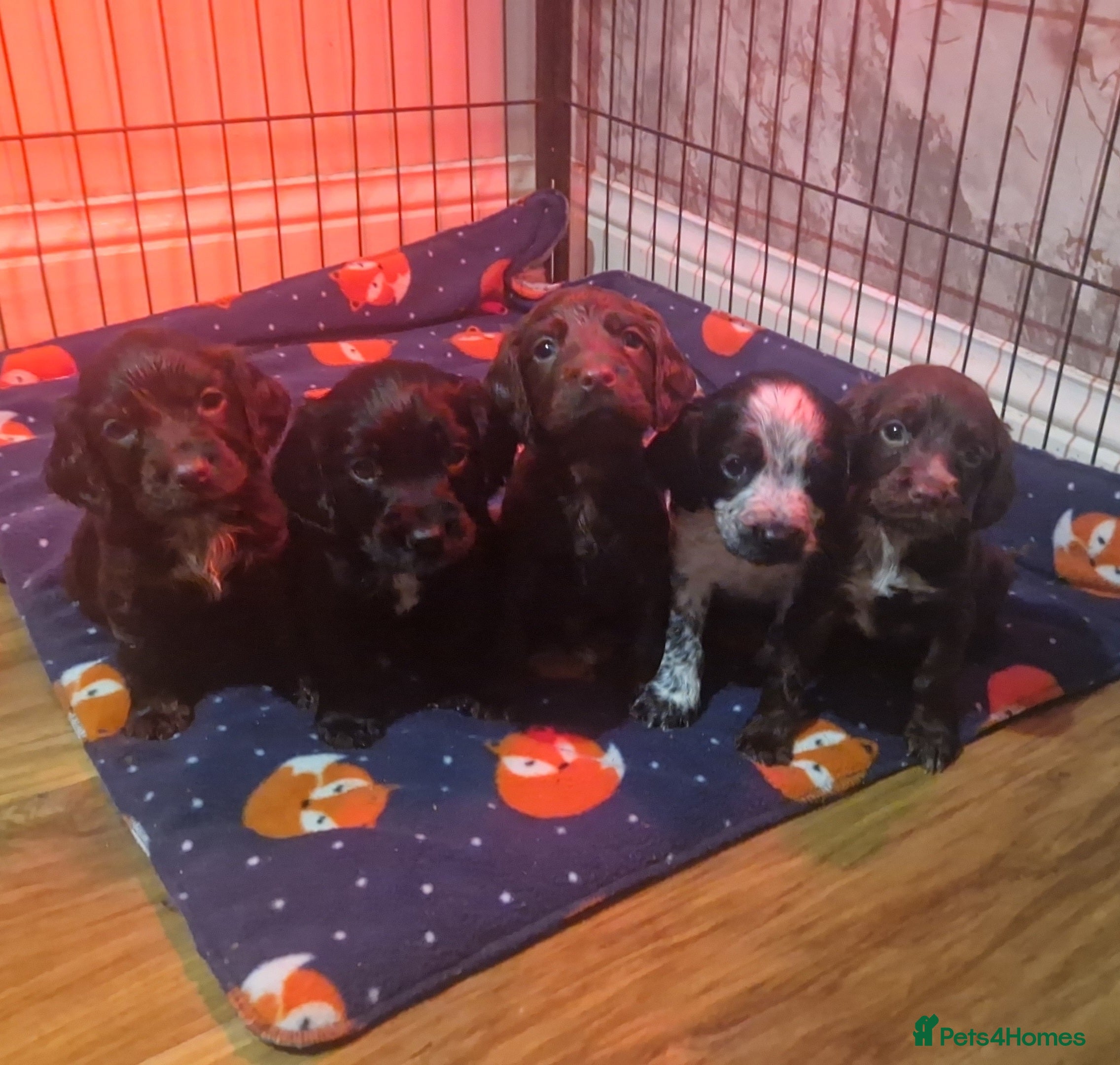 Cocker Spaniel dogs Working coker spaniel puppies - Advert 7