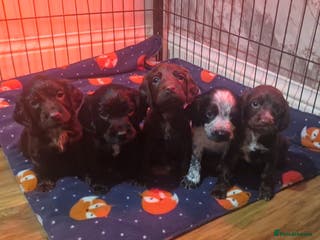 Cocker Spaniel dogs Working coker spaniel puppies - Advert 15