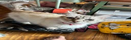 Mixed Breed cats for sale: Rag doll cross kittens - Advert 1