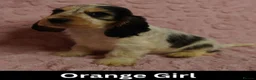 Cocker Spaniel dogs for sale: Quality, Show Type, Cocker Spaniel Puppies - Advert 12