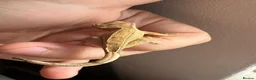 Gecko reptiles for sale: Crested Gecko Babies - Advert 3