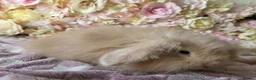 Angora rabbits for sale: Teddywidder bunnies - Advert 10