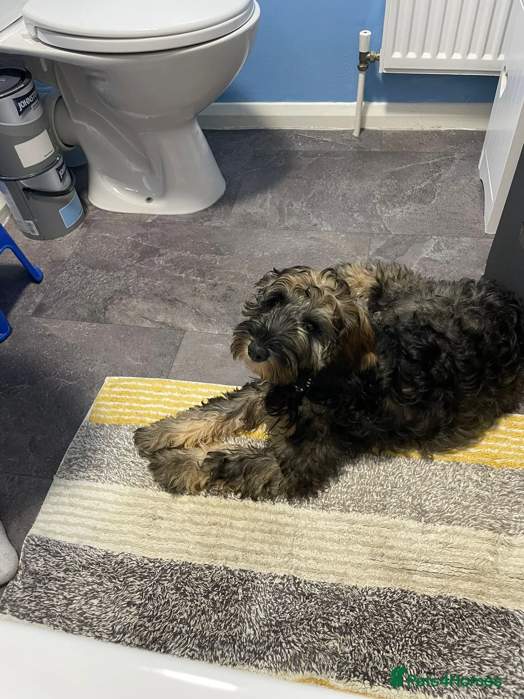 Cavapoo dogs for sale: Cavapoo  in Farnham - Advert 2