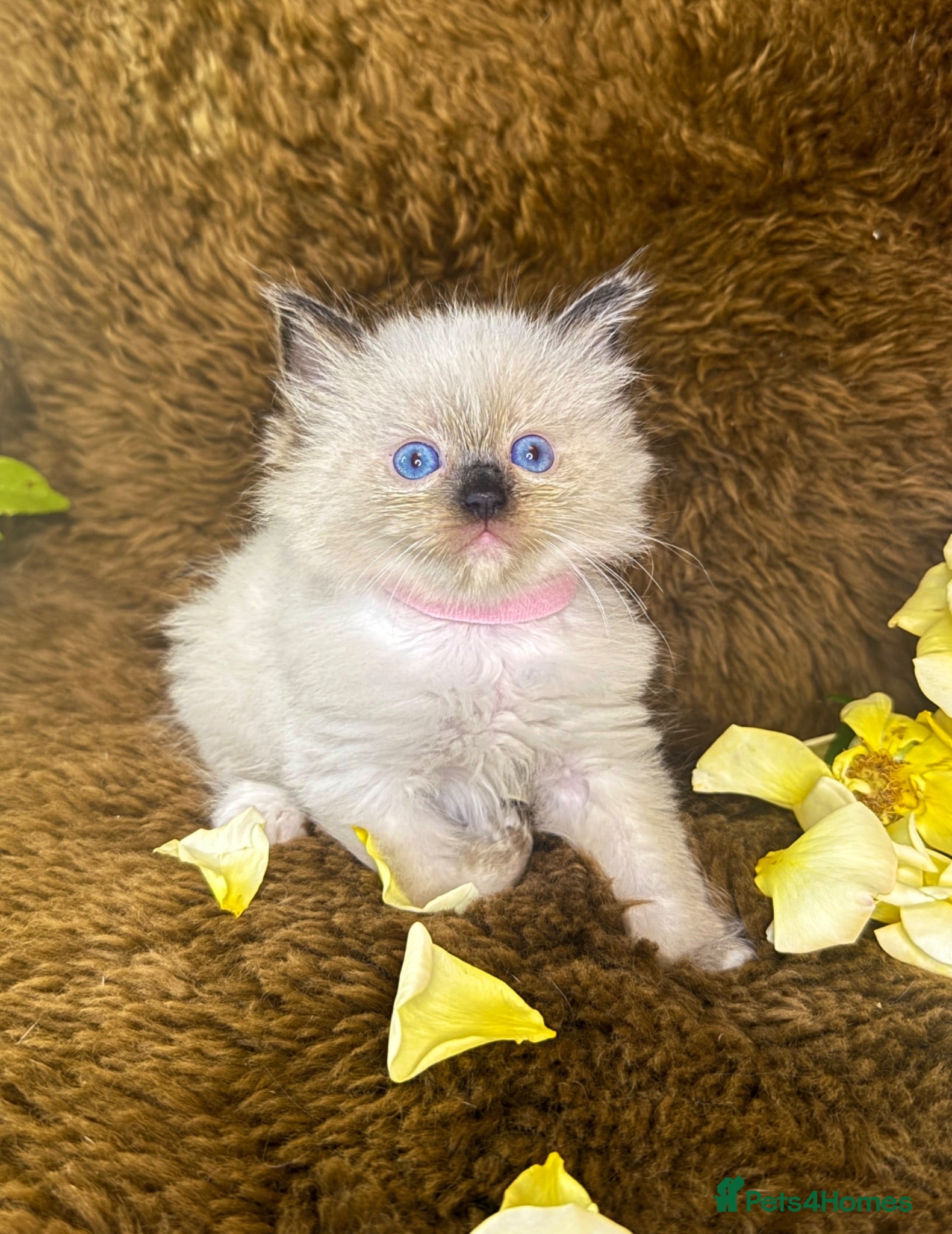 Ragdoll cats GCCF Sealpoint Lynx Mitted Ragdoll Kittens  - Advert 12