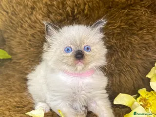 Ragdoll cats GCCF Sealpoint Lynx Mitted Ragdoll Kittens - Advert 12
