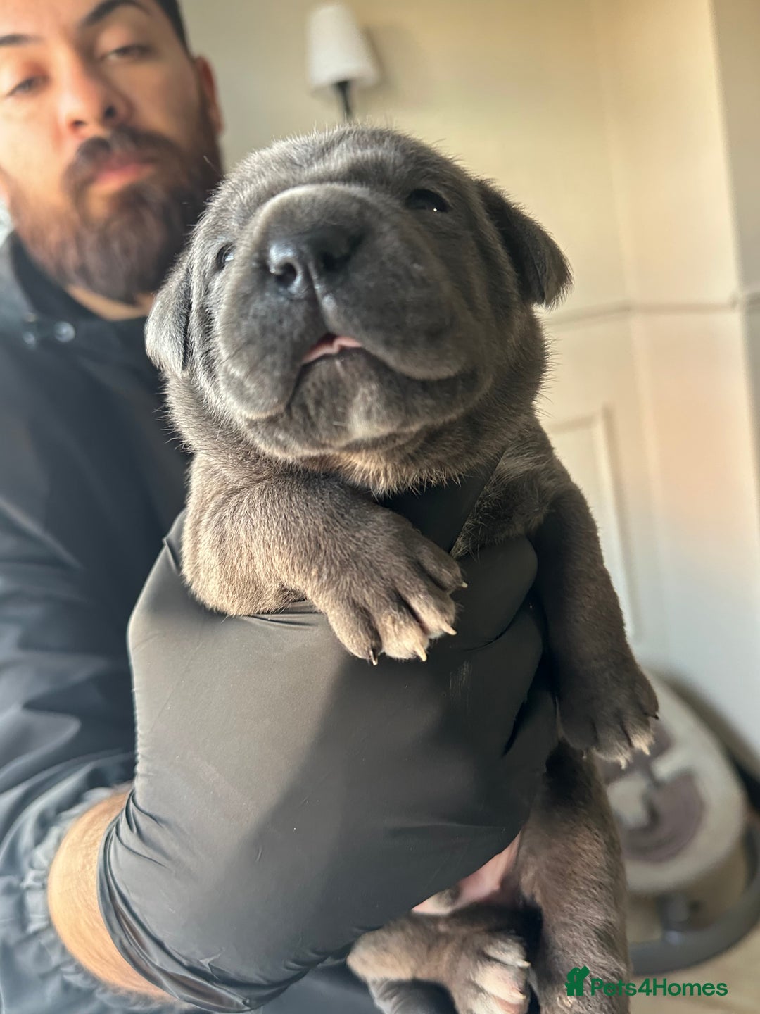 Cane Corso dogs for sale: Lupo D’Italia Kennels - Advert 15