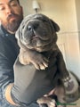 Cane Corso Puppy 4 - Male - Hercules