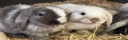 Mini Lop rabbits for sale: Beautiful 🤩 example of pure mini hand reared lops - Advert 1