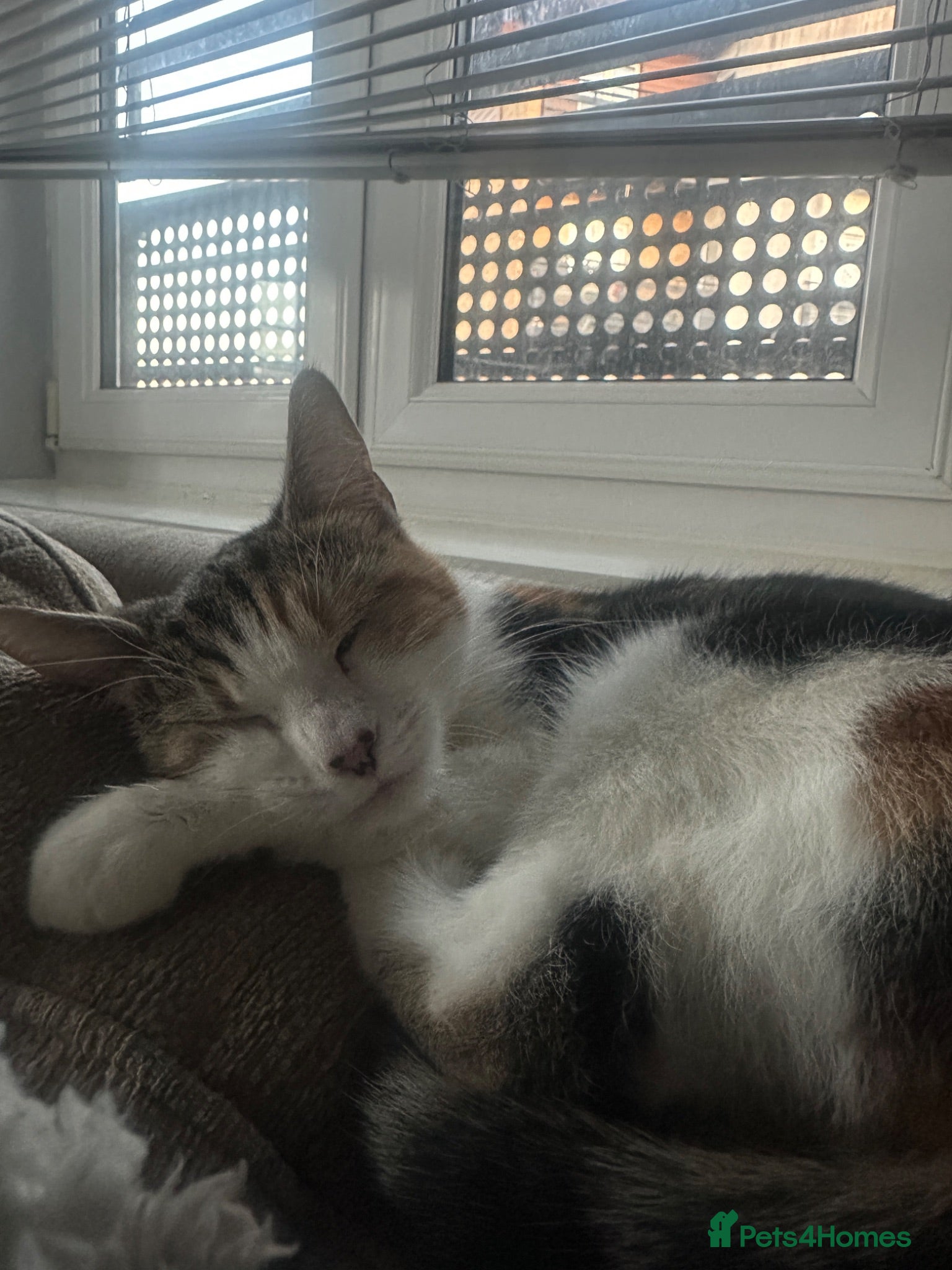Mixed Breed cats Two babies  - Advert 2
