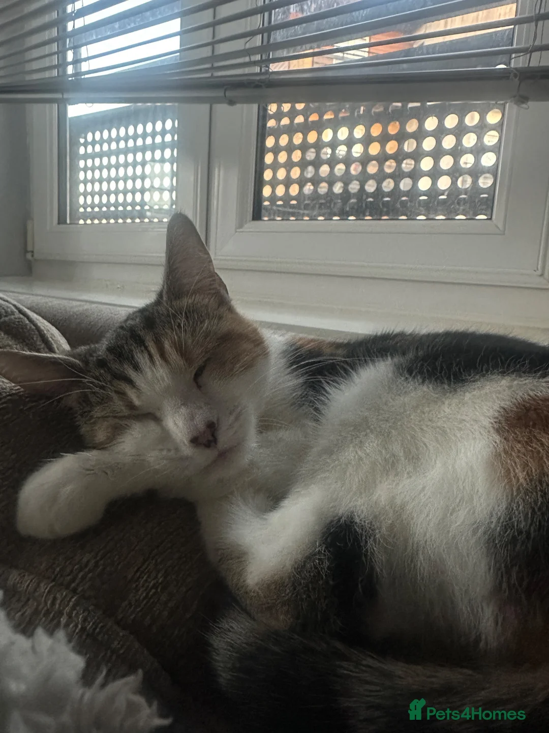 Mixed Breed cats for sale: Two babies  - Advert 1