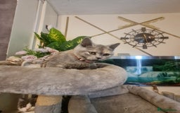 British Shorthair cats for sale: GCCF kittens ready 2 leave now - Advert 12