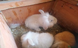 Mini Lion Lop rabbits for sale: 2 male Lion head lop bunnies for sale - Image 4