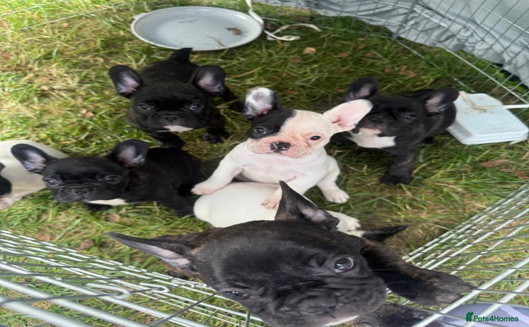 French Bulldog dogs - Advert 10