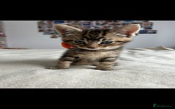Bengal cats for sale: Pedigree bengal kittens available from 18/11/2025 - Advert 7