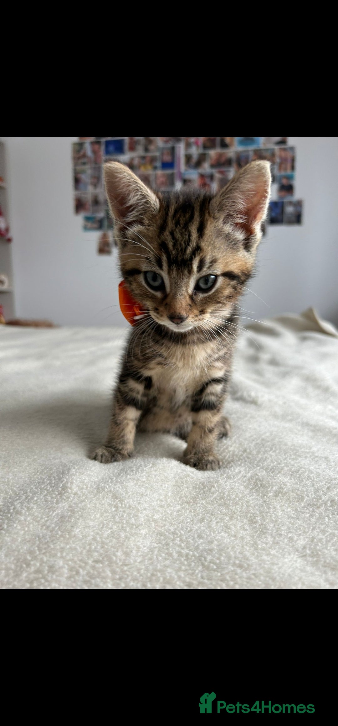 Bengal cats for sale: Pedigree bengal kittens available from 18/11/2025 - Advert 7