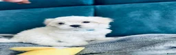 Maltese dogs for sale: Beautiful Maltese Boys in Bristol - Advert 5