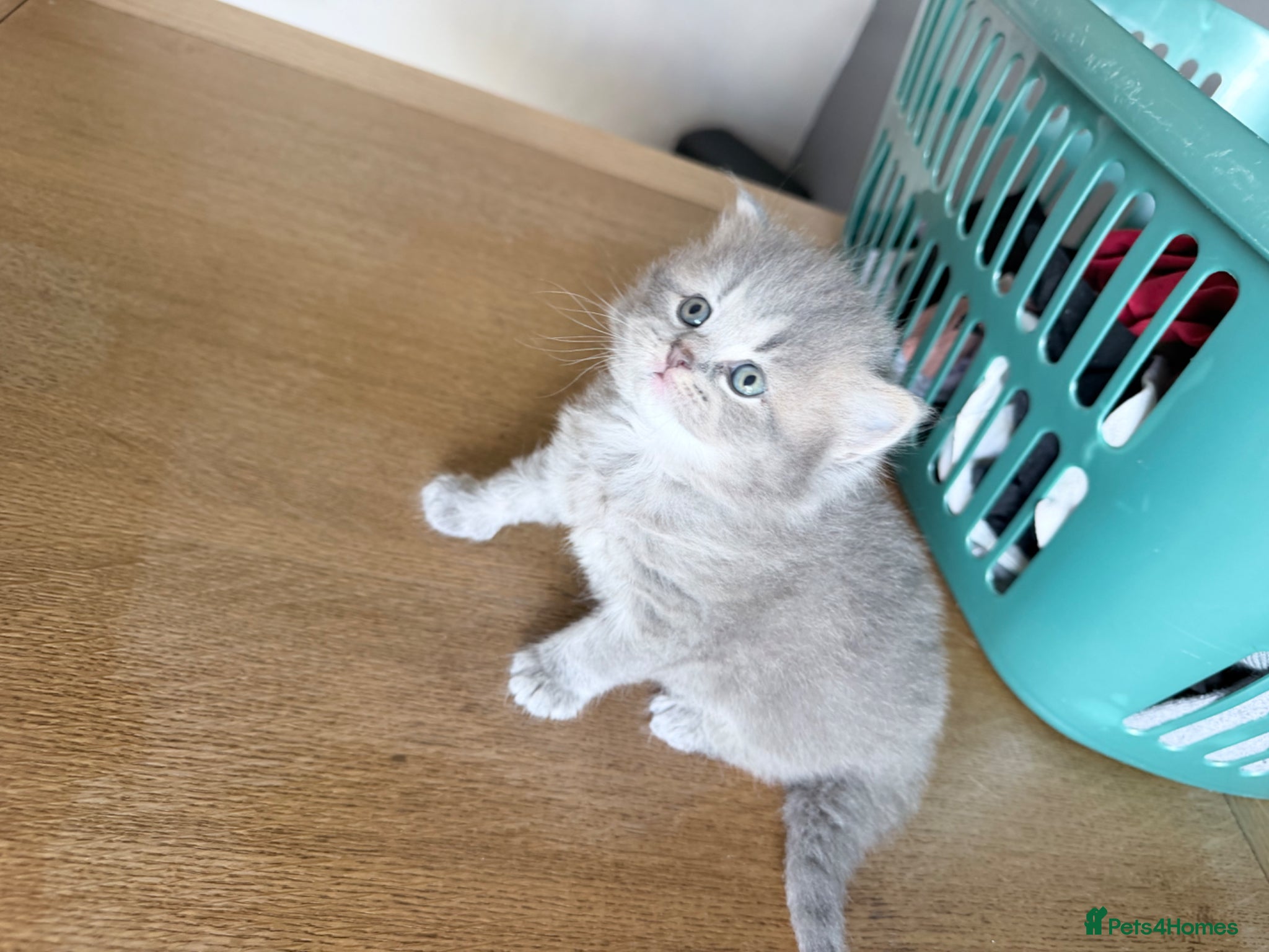 British Shorthair cats Exceptional British Shorthair kittens 🩷 - Advert 3