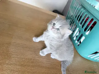 British Shorthair cats Exceptional British Shorthair kittens 🩷 - Advert 1