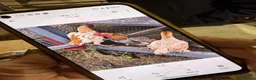 Chickens poultry for sale: Ko shamo - Advert 4