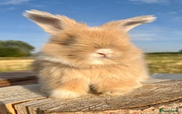 Angora rabbits for sale: Fully Vaccinated Pedigree English Angoras  - Image 1