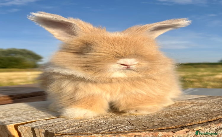 Angora rabbits - Advert 3