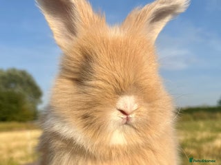 Angora rabbits - Advert 1