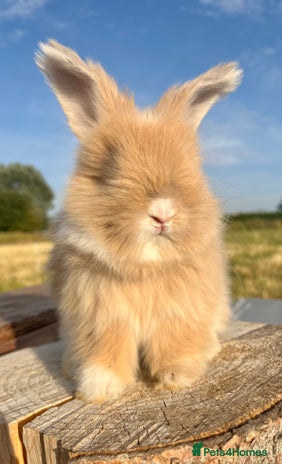 Angora rabbits - Advert 1