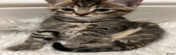 Mixed Breed cats for sale: Cats for sale🐈‍⬛🐈 - Advert 4
