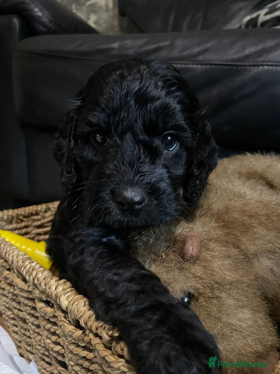 Cockapoo dogs for sale: F1 Cockapoo Puppies - Image 6