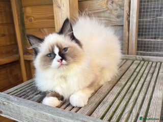 Ragdoll cats - Advert 18