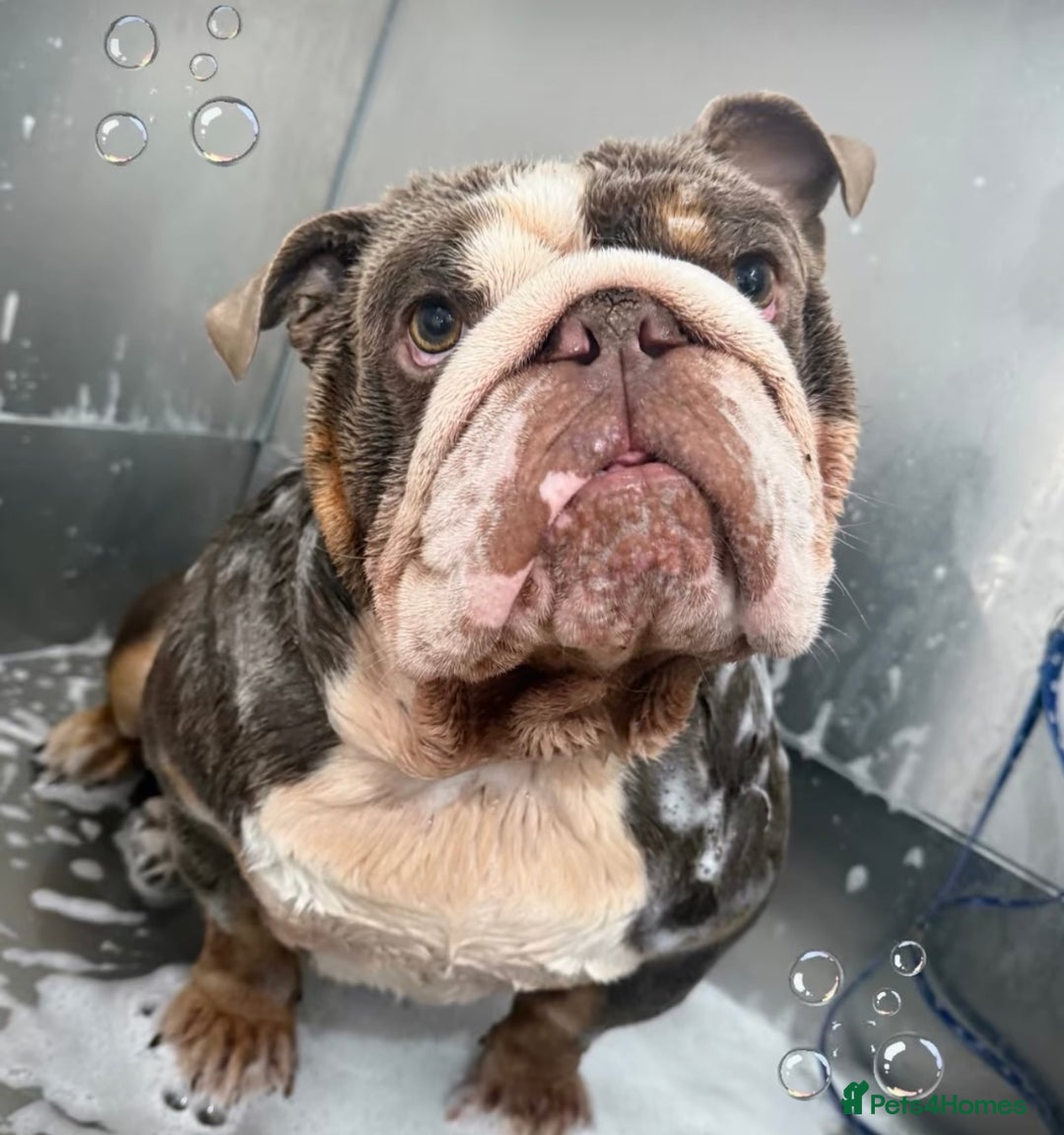 English Bulldog dogs for sale: English bulldog - Image 3