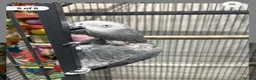 Parrots birds for sale: Tame African grey parrot  - Advert 5