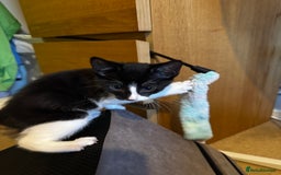 Domestic Shorthair cats for sale: 3 lovely black and white kittens - Image 17
