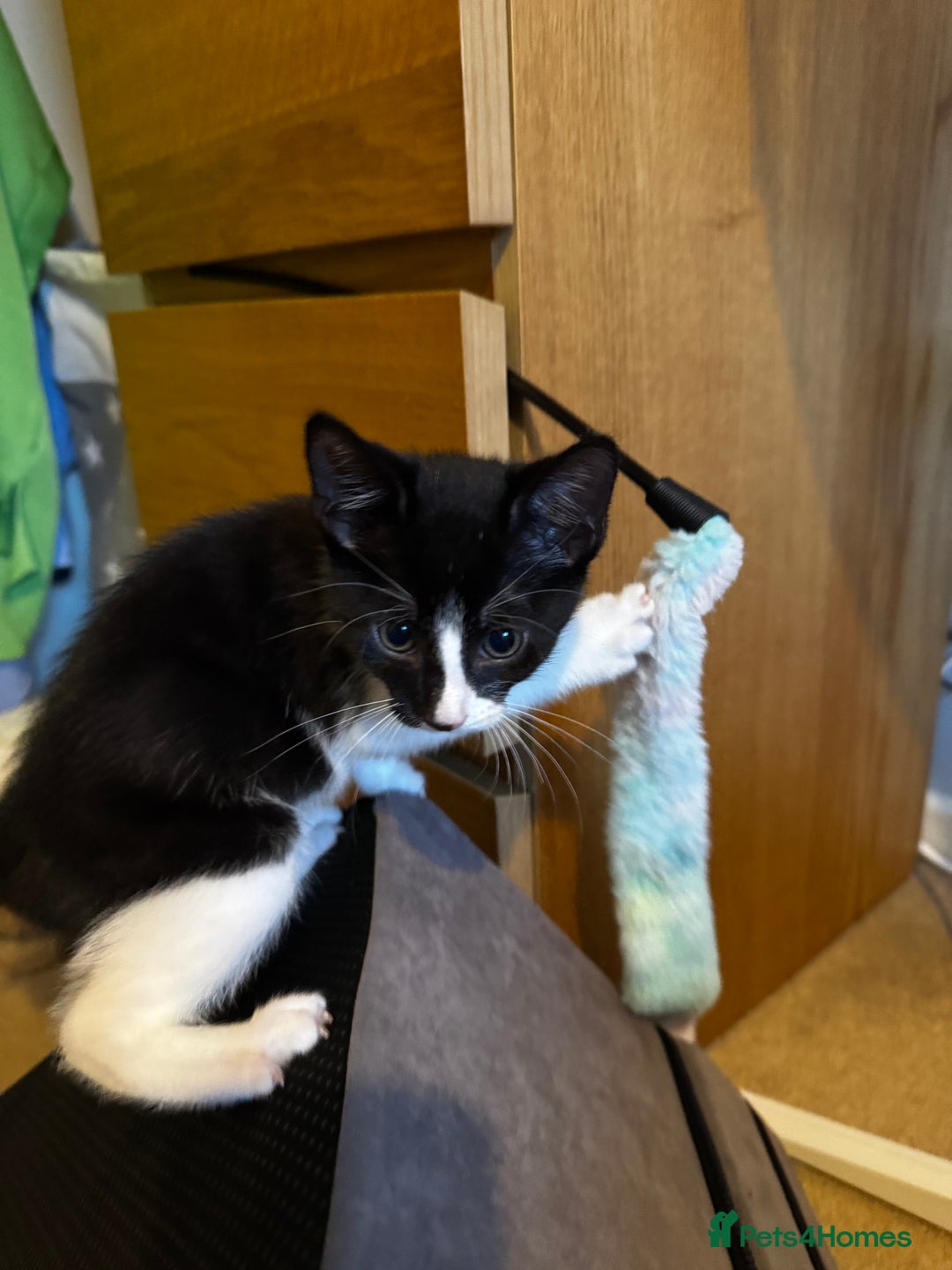 Domestic Shorthair cats for sale: 3 lovely black and white kittens - Image 17