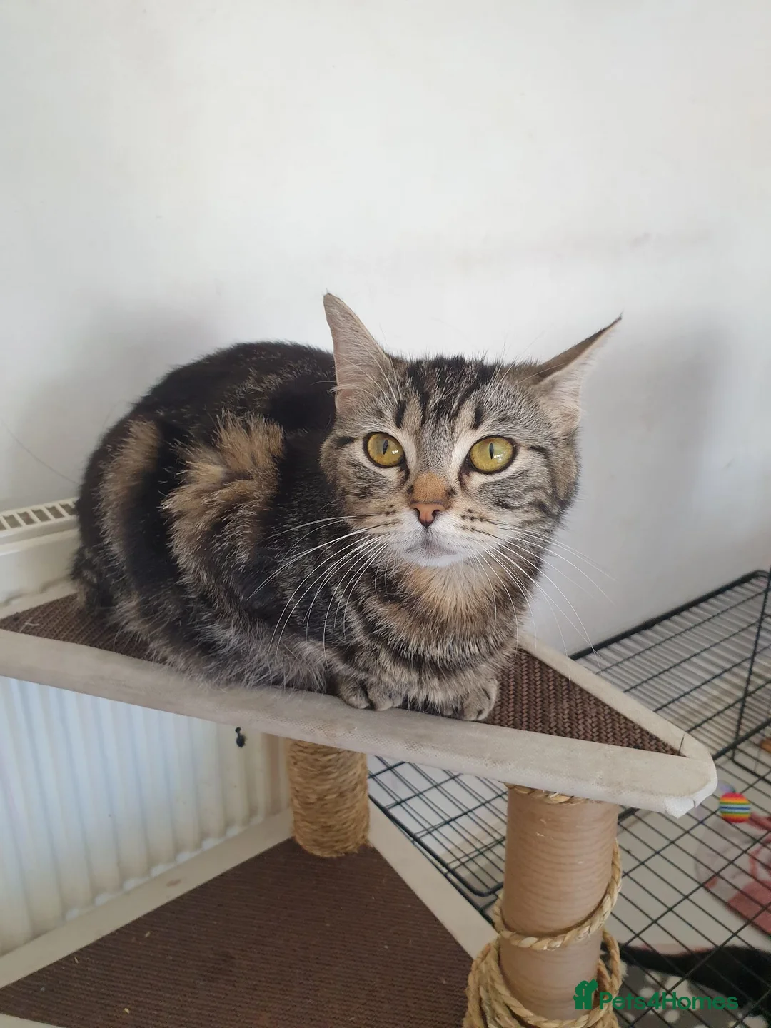 Mixed Breed cats for sale: Kittens for SALE - Advert 6