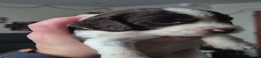 Sprocker Puppy 3