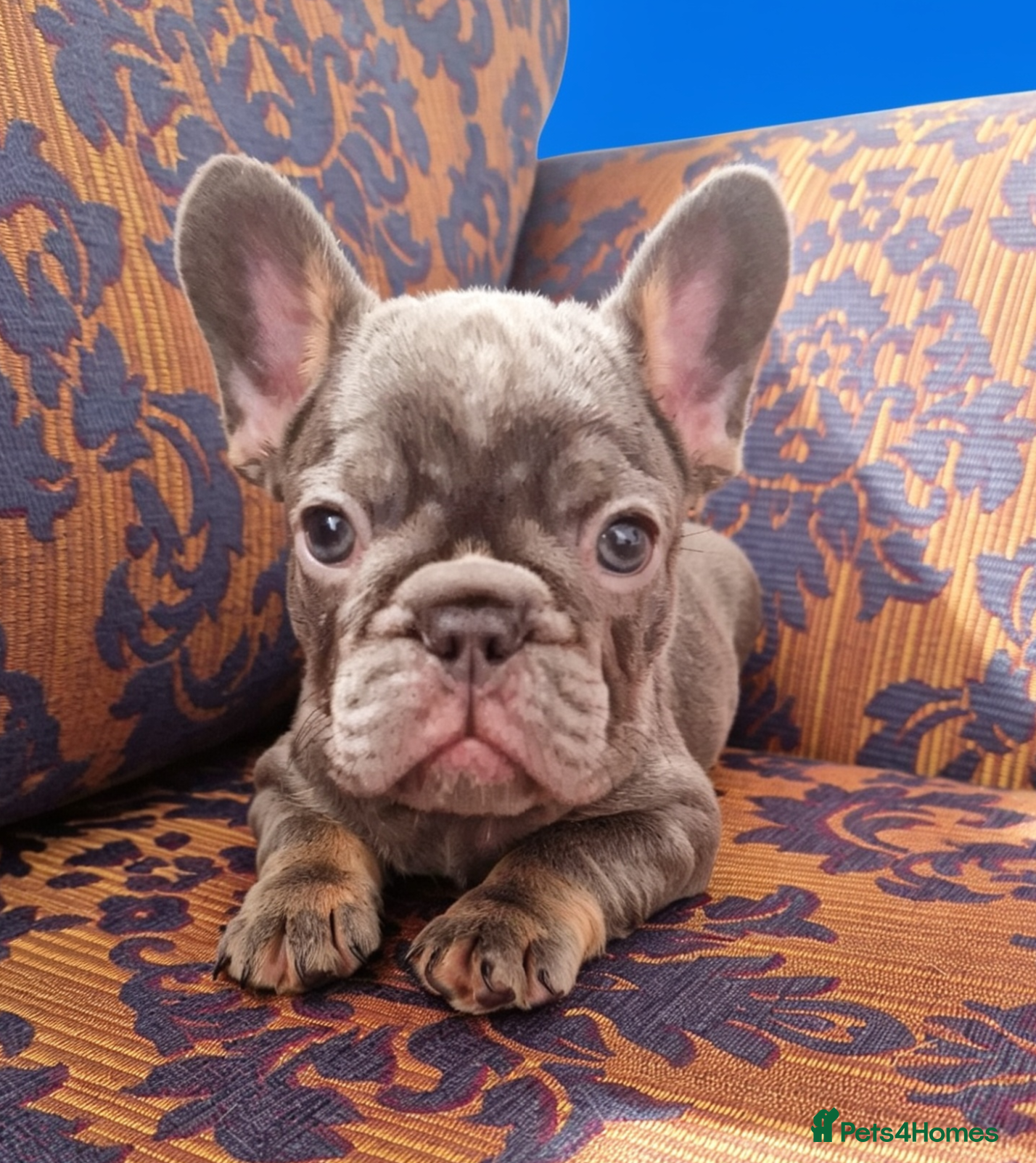 French Bulldog dogs ⭐️Coco&Nero⭐️   Ready Now! - Advert 2