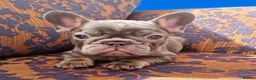 French Bulldog dogs for sale: 🌟REDUCED🌟only one girl and one boy left - Advert 16