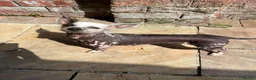 Mixed Breed dogs for sale: Hairless female Chinese chrested X chihuahua 5yo in Hull - Advert 1