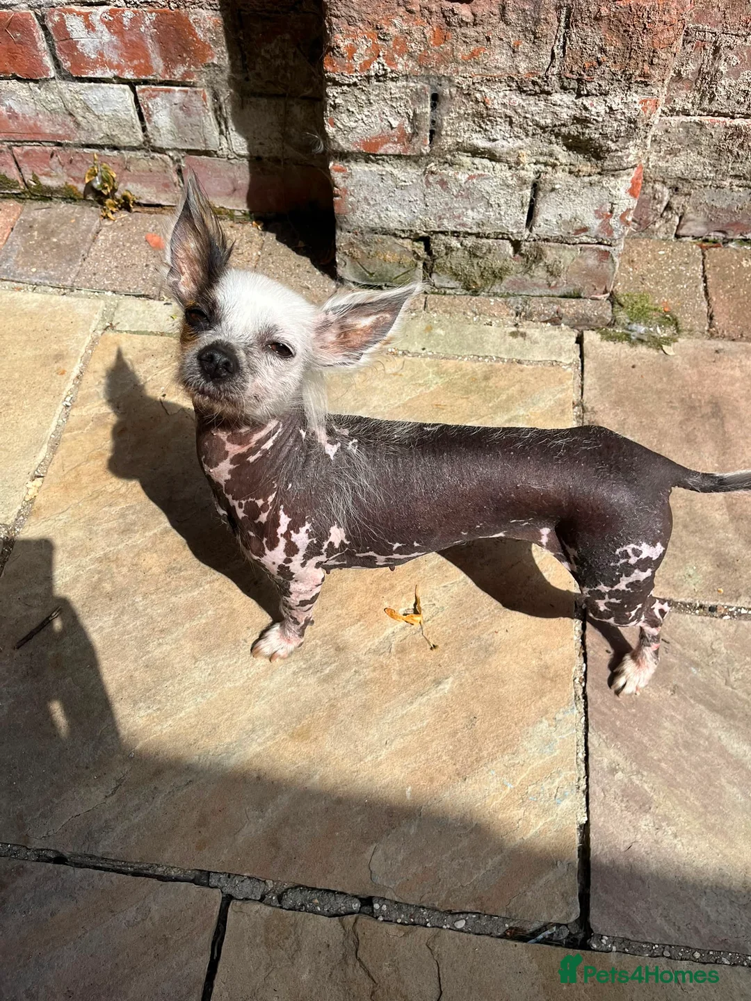Mixed Breed dogs for sale: Hairless female Chinese chrested X chihuahua 5yo in Hull - Advert 1