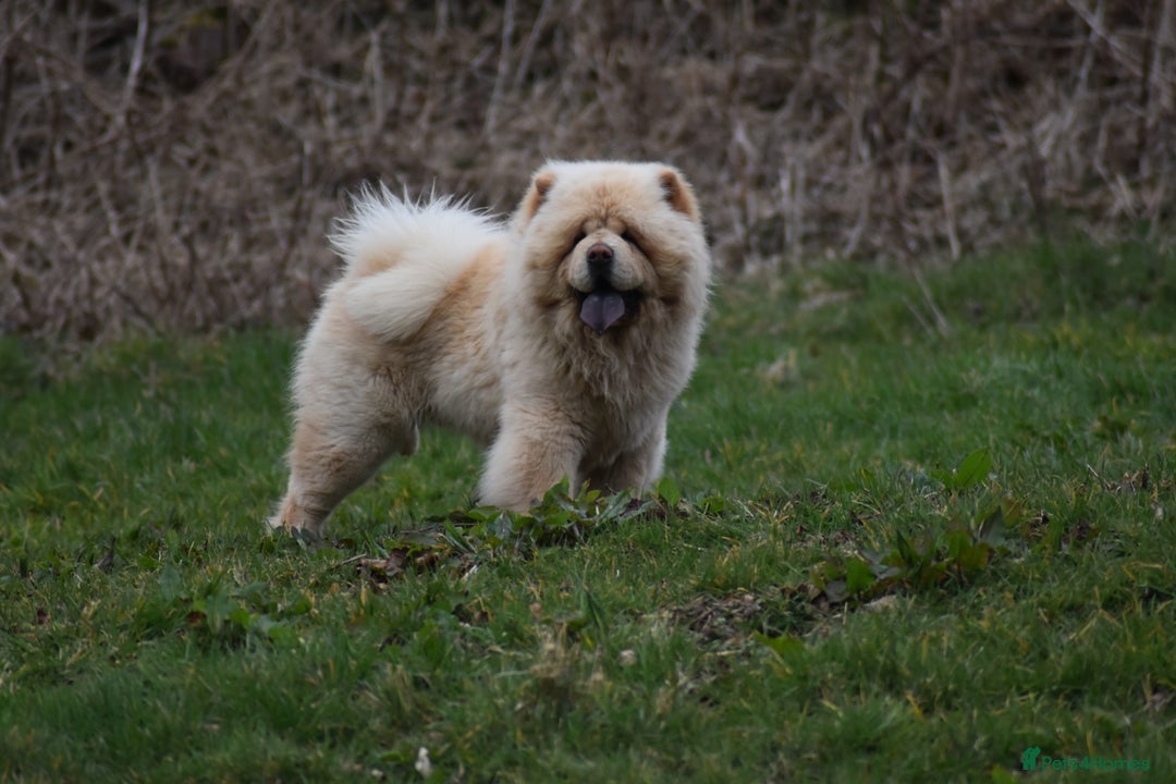 Chow Chow dogs for stud: Stunning KC registered cream boy, carries dilute. - Image 8